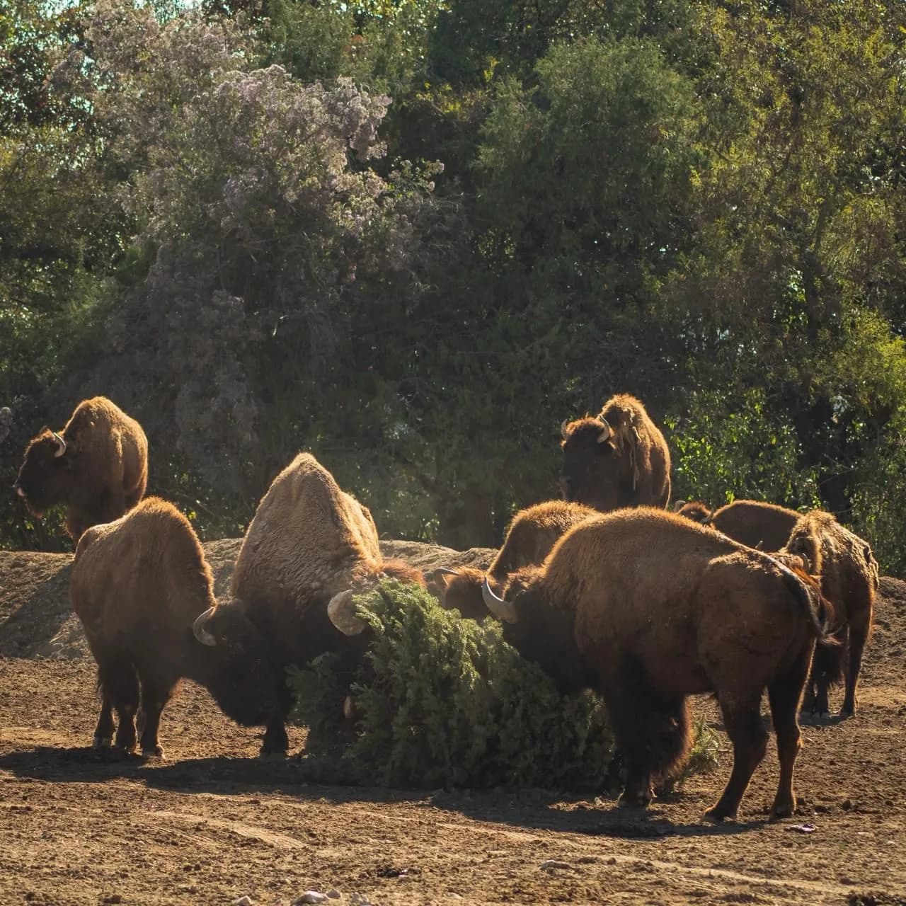 Impulsa Gobierno de la Ciudad reciclaje navideño con beneficios ambientales
