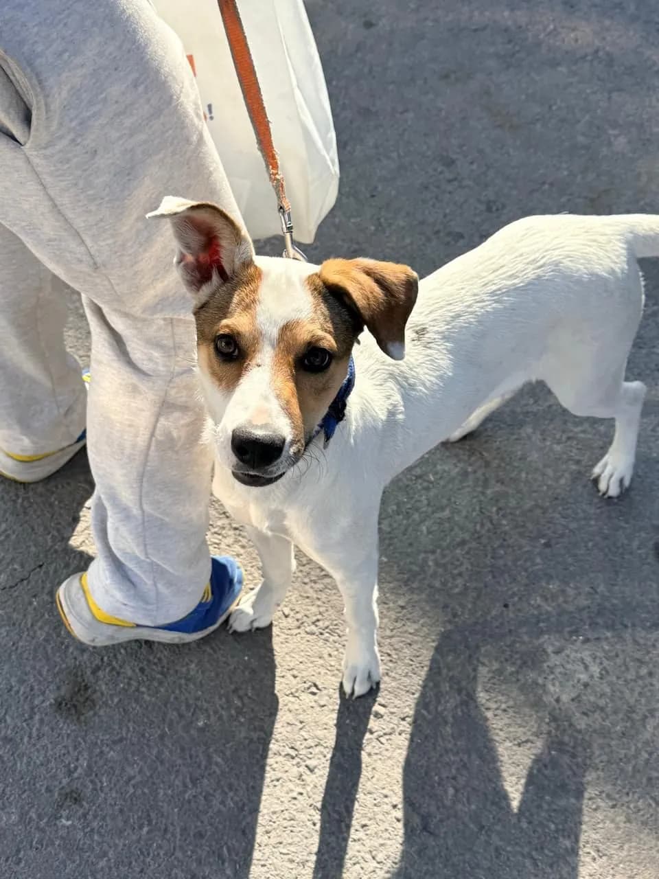 Impulsa Gobierno de la Ciudad cultura de tenencia responsable y salud comunitaria