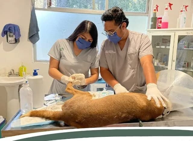 Proponen que el Instituto de Bienestar Animal pase al DIF Estatal