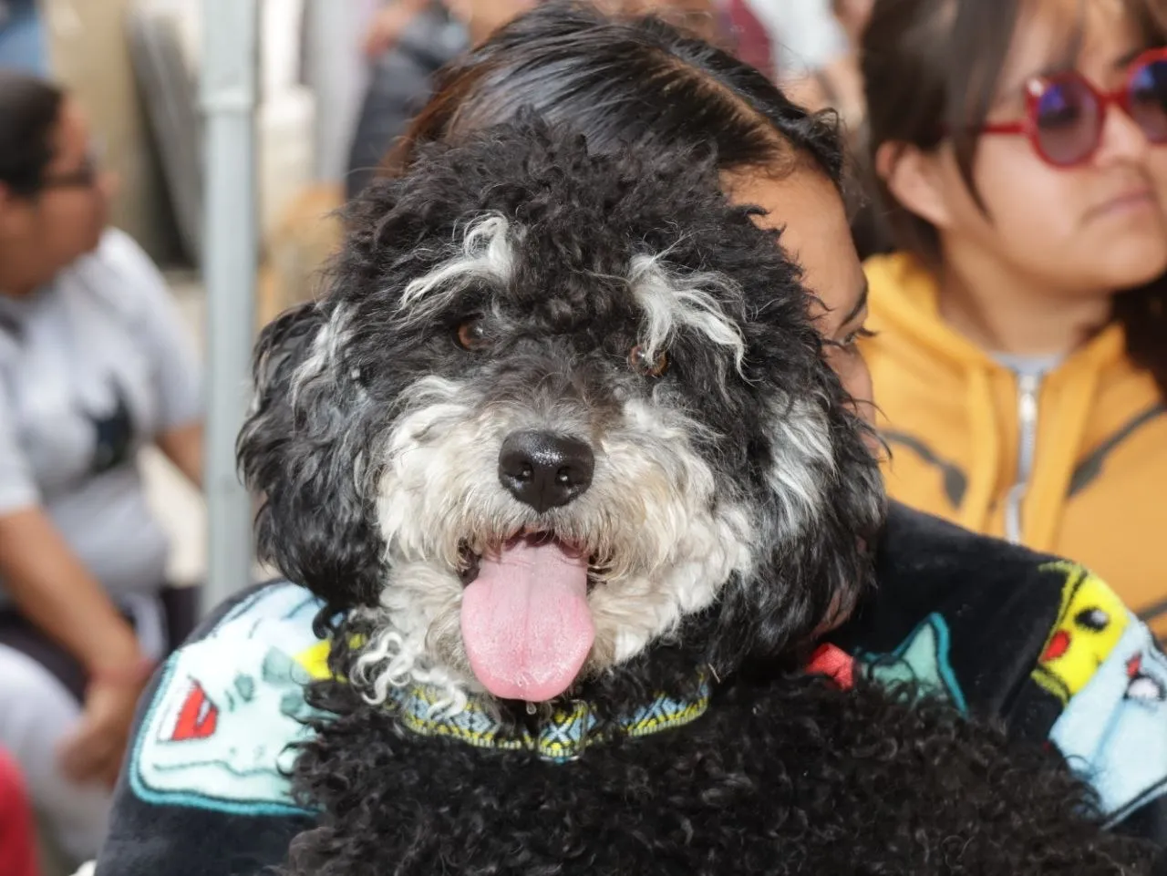 Fomenta la cultura de cuidado y protección animal
