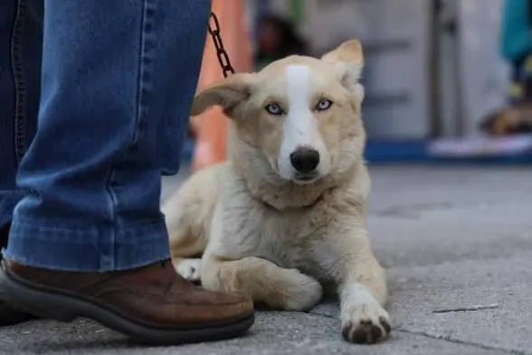 Acercan servicios para el cuidado de mascotas