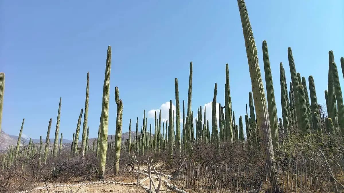 Aumenta turismo internacional en Zapotitlán Salinas; mayoría de Europa y Asia
