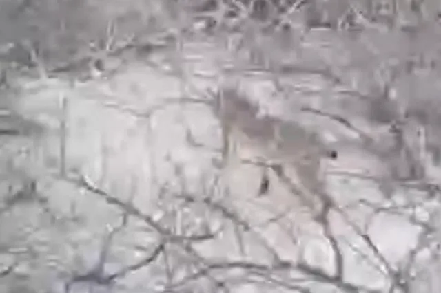 Captan lince rojo en la Reserva de la Biosfera Tehuacán-Cuicatlán