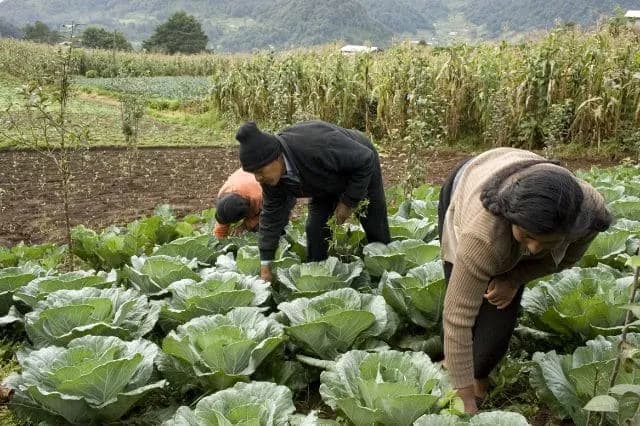Liberan de deuda con federación a mil 115 productores de Puebla