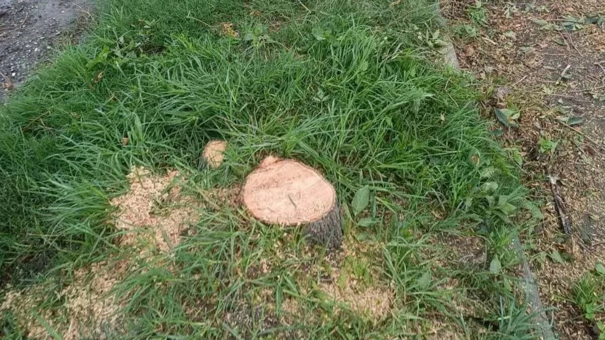 Piden investigar a servidores de Medio Ambiente por tala en Bosques de San Sebastián
