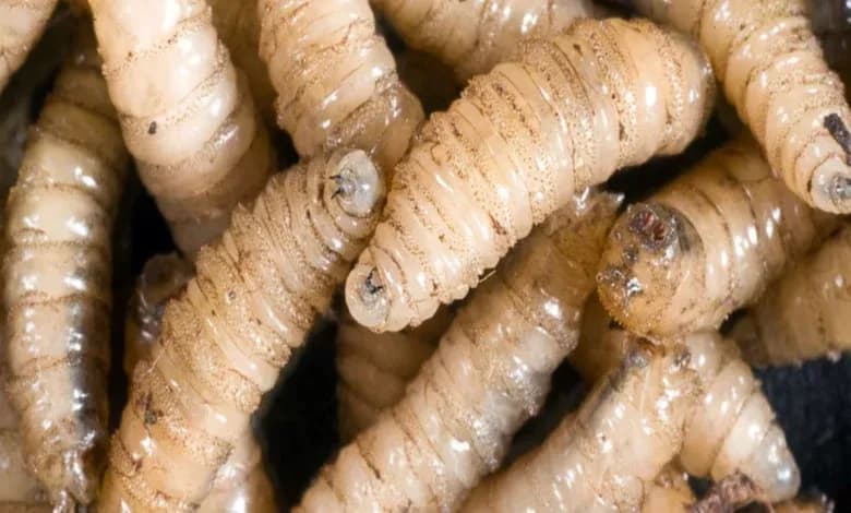 México y EU instalarán planta en Chiapas contra gusano barrenador