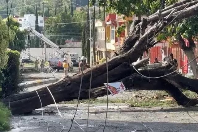 Por lluvias un árbol tira 4 postes y 7 casas se inundan en Villa de las Flores