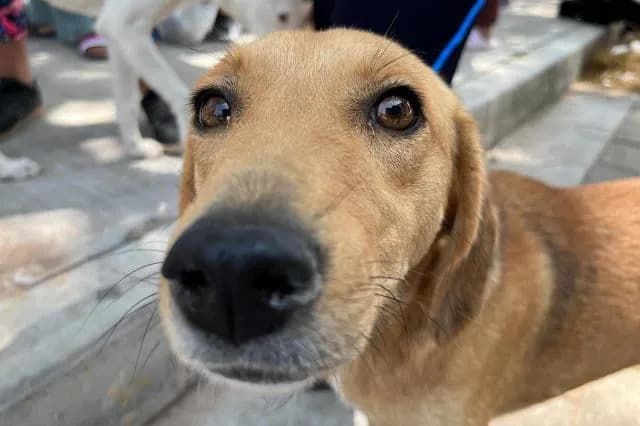 Tehuacán busca prohibir mascotas a quienes maltraten animales