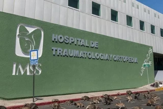 Plaga de roedores en Ortopedia del IMSS Puebla cuesta 57 mil pesos