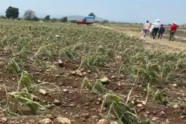 Granizo devasta siembras en Atlixco; 31 productores reportan pérdidas