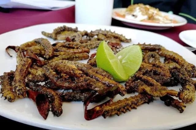 Inician veda de recolección de gusano cuchamá en Zapotitlán Salinas