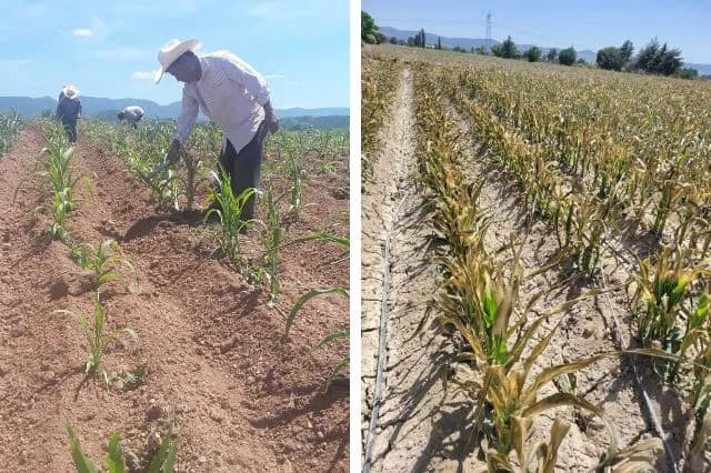 Campesinos alertan pérdidas por la canícula y falta de lluvias en la Mixteca