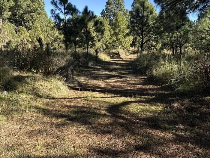 Bosque Estatal de Acatzingo ofrece una escapada entre naturaleza y tranquilidad