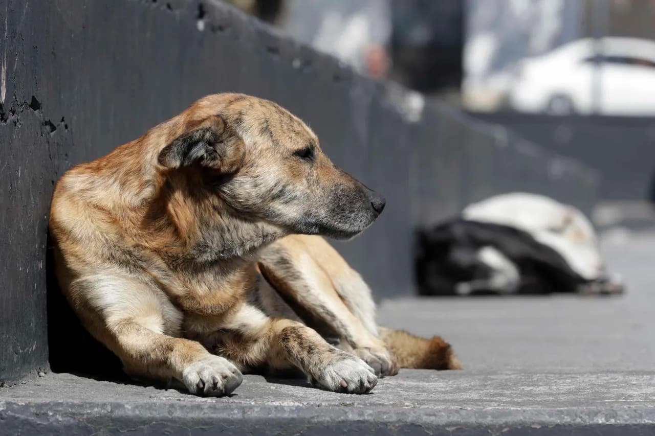 Estas conductas contra los animales pueden terminar en multas, arrestos o denuncias penales