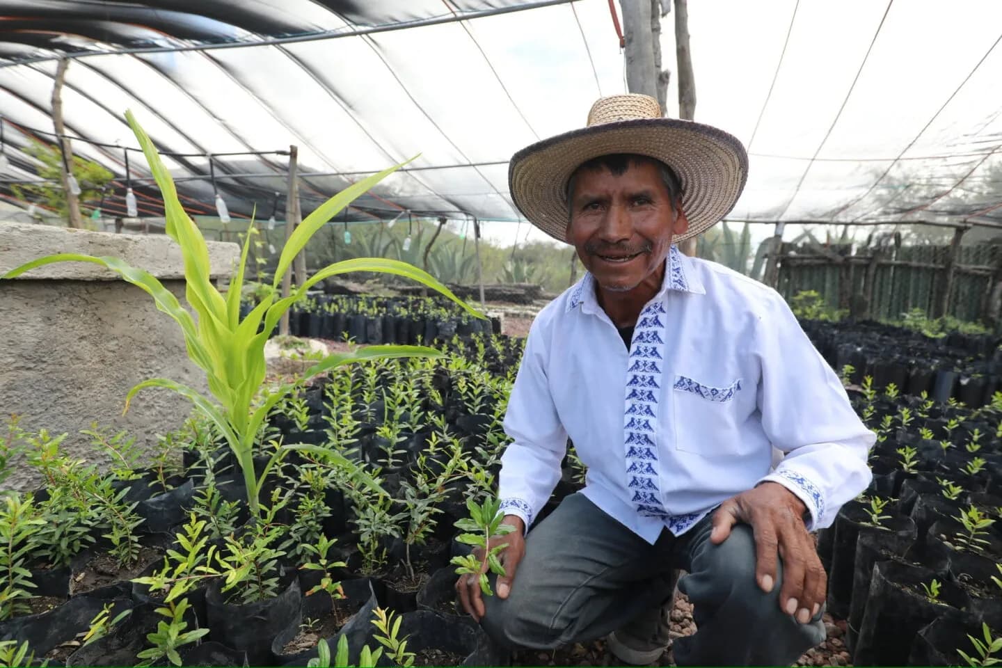Reabren registro a Sembrando Vida con apoyo mensual de 6 mil 450 pesos