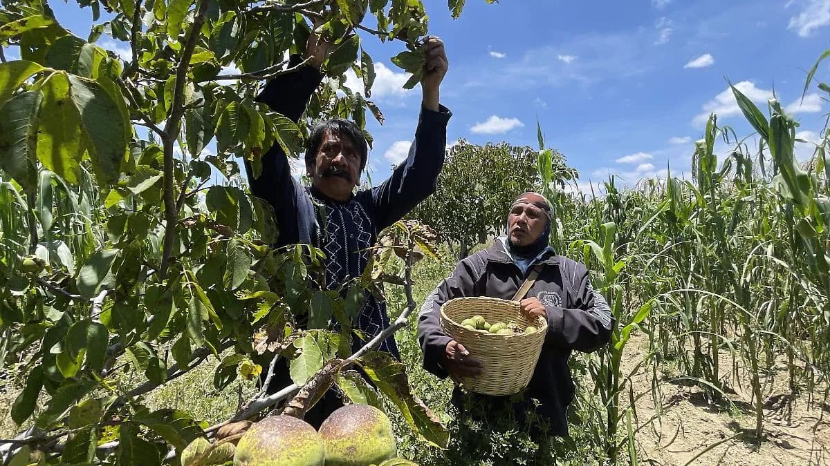 Nuez de Castilla de San Pedro Yancuitlalpan llega hasta Estados Unidos y Cancún
