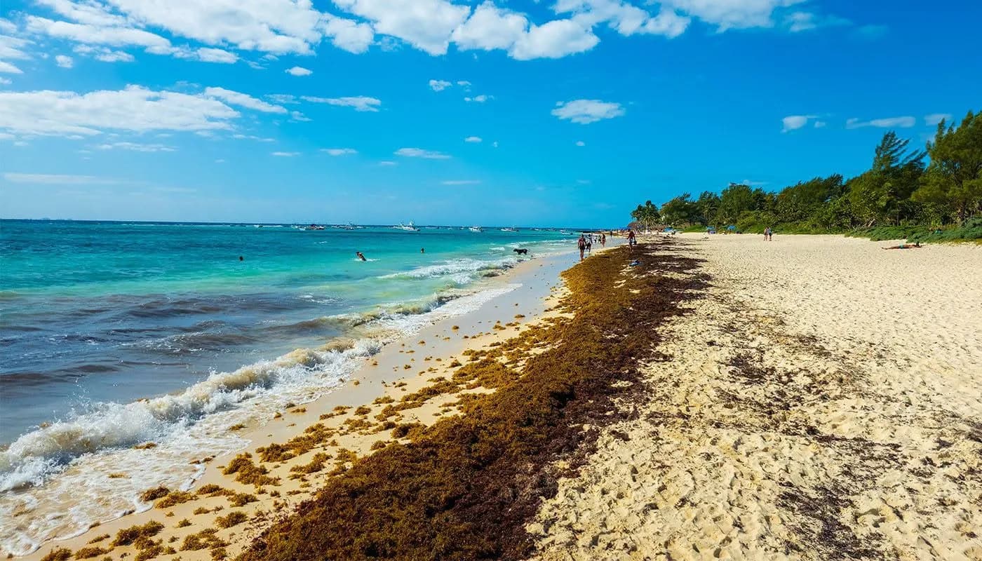 México enfrenta una llegada récord de sargazo en las playas del Caribe