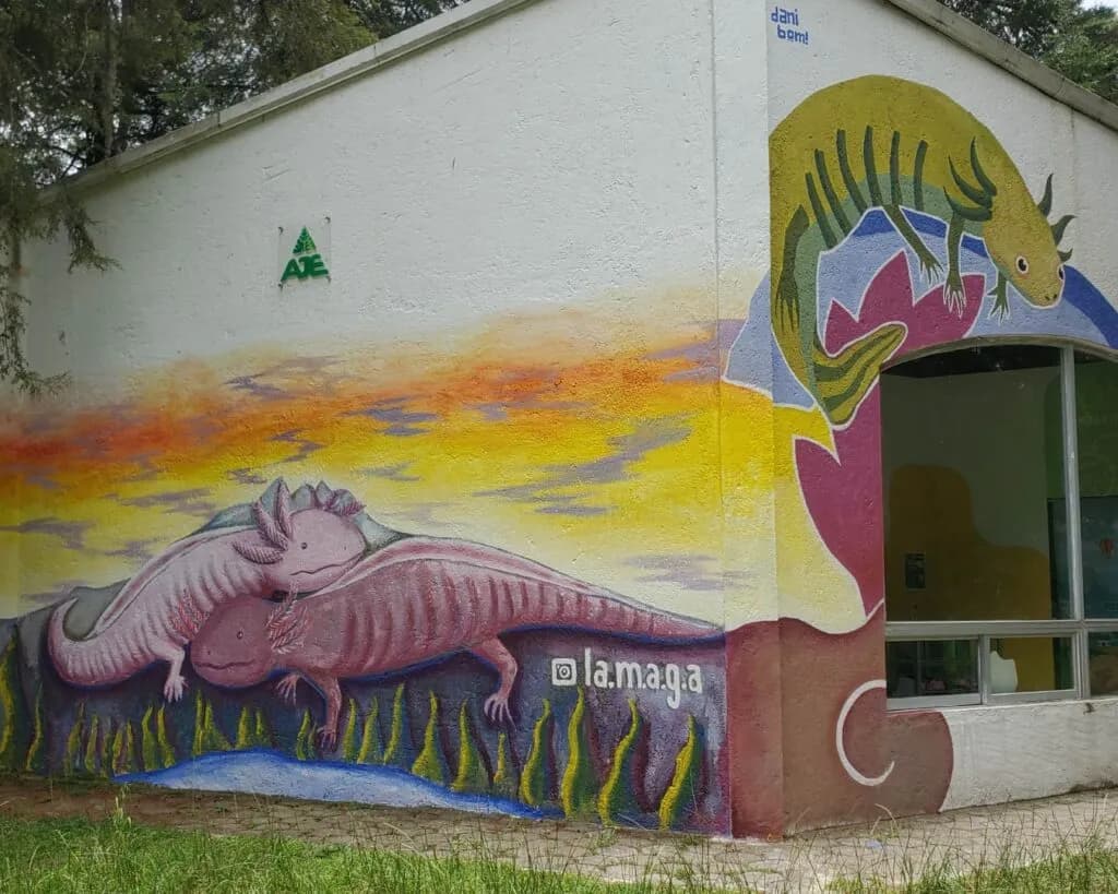 Xolokali, el refugio de ajolotes escondido en una junta auxiliar de Puebla