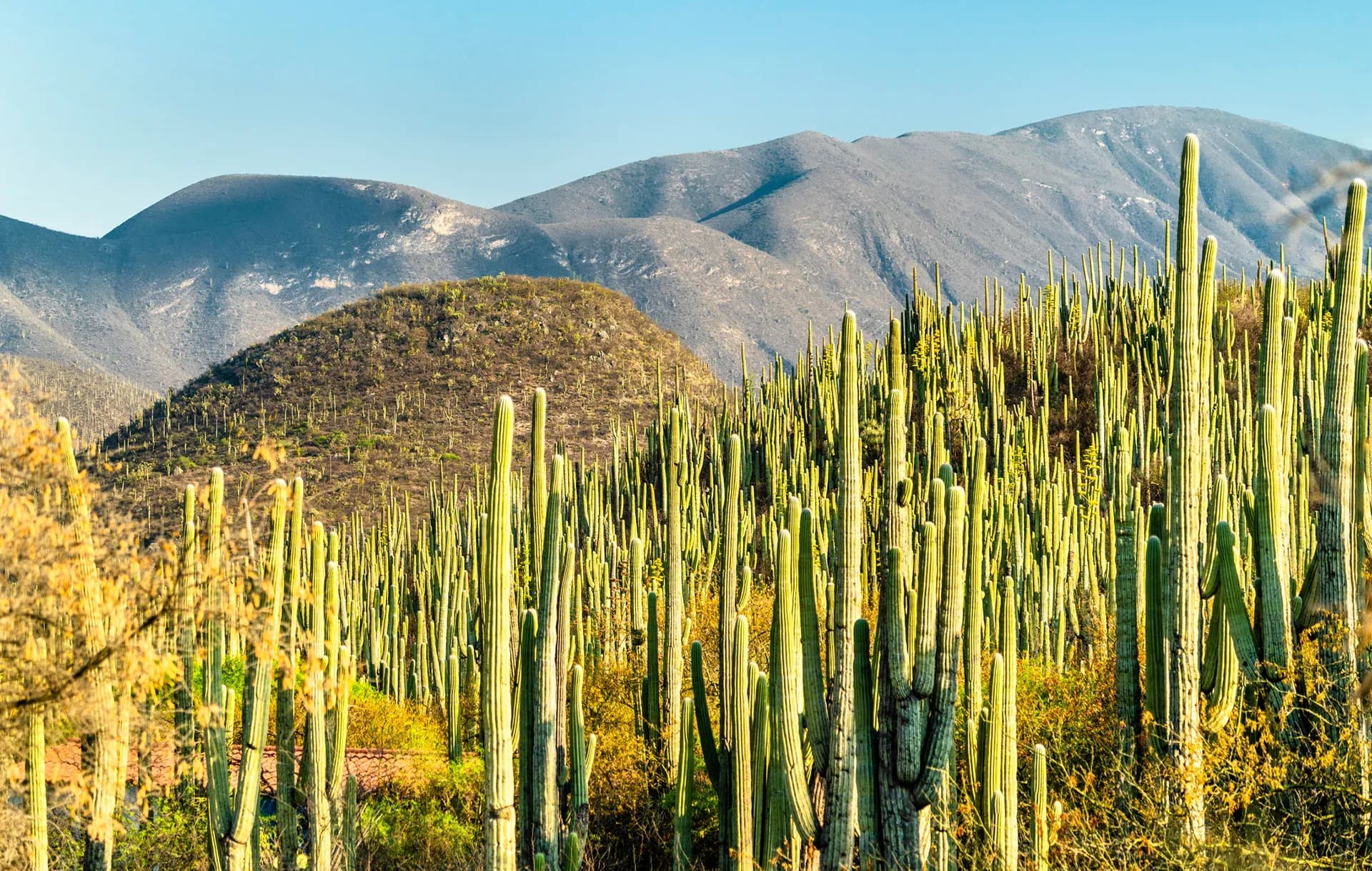La ruta poblana que atraviesa cactus gigantes, salineras, fósiles y pueblos artesanos