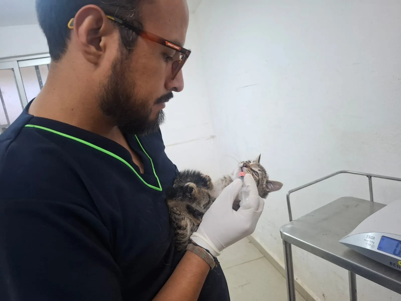 Rescatan a una gata y sus tres cachorros del Parque del Arte en Puebla