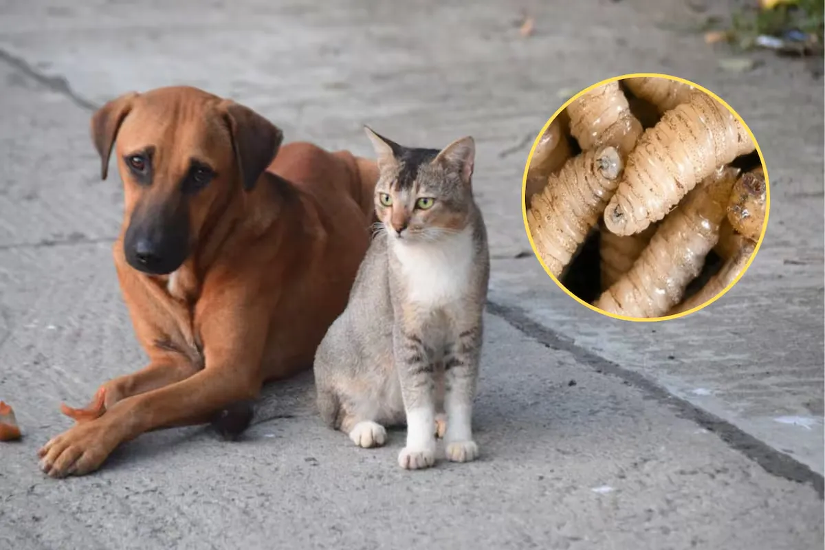 Gusano barrenador también puede afectar a perros, gatos y personas
