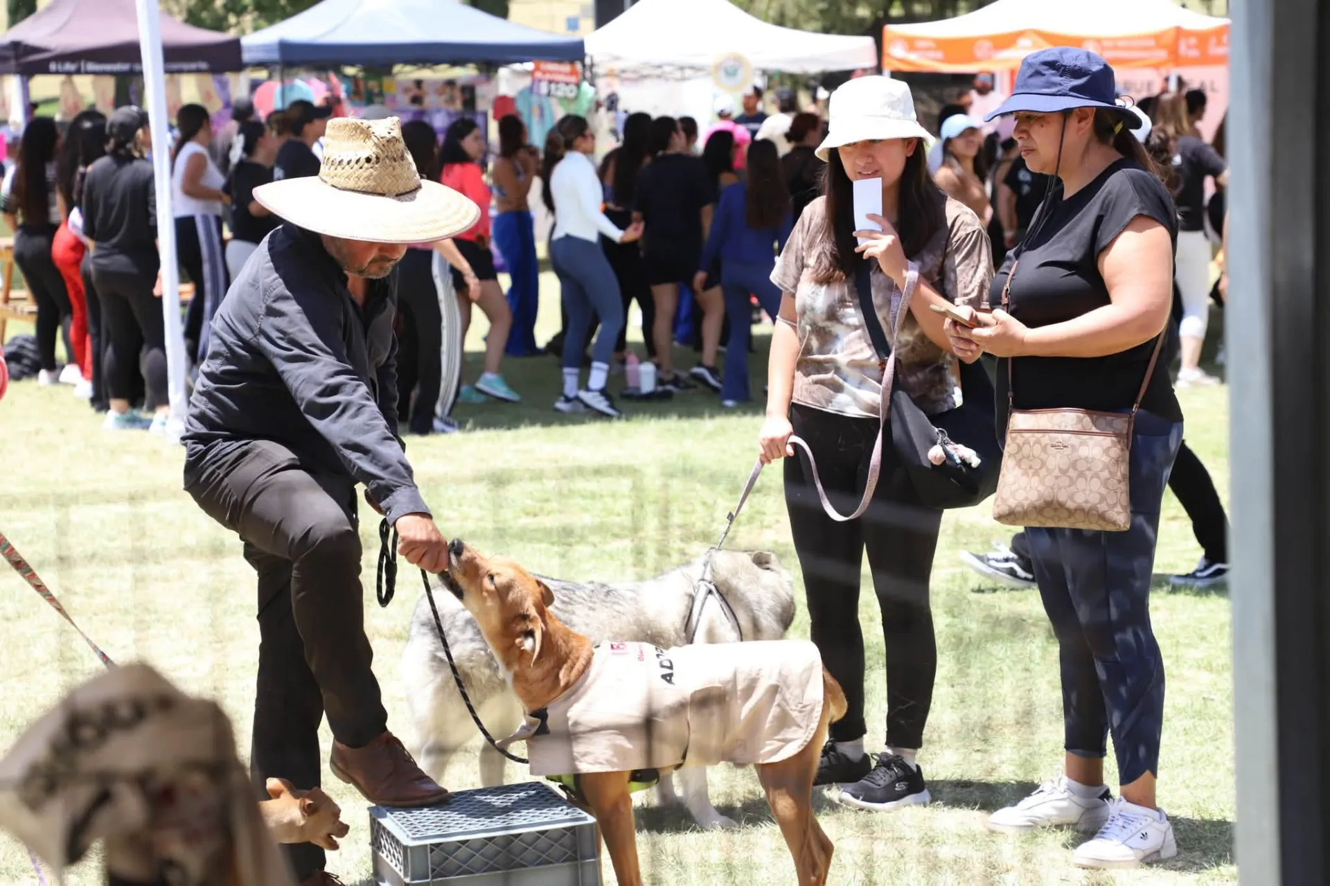 Adopta Fest deja nuevos hogares, vacunas y consultas gratuitas para animales en Puebla