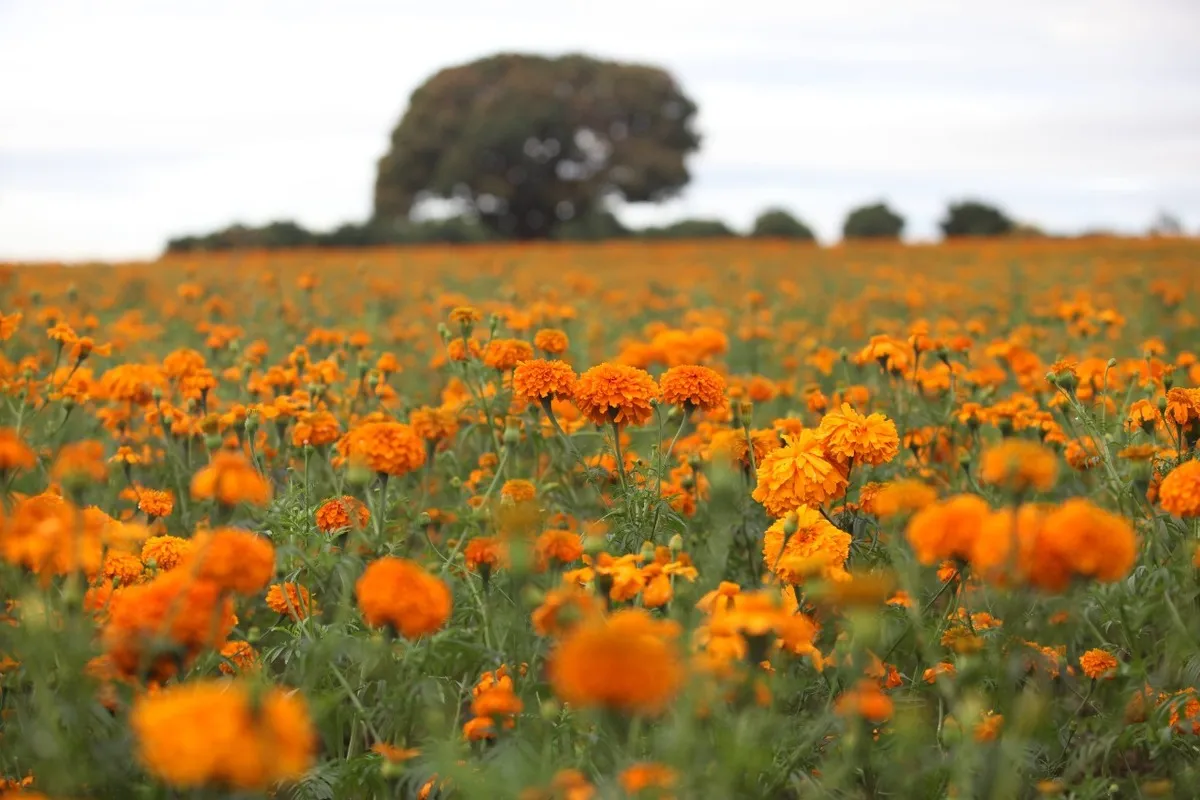 Puebla comienza a preparar desde ahora sus flores de cempasúchil para Día de Muertos
