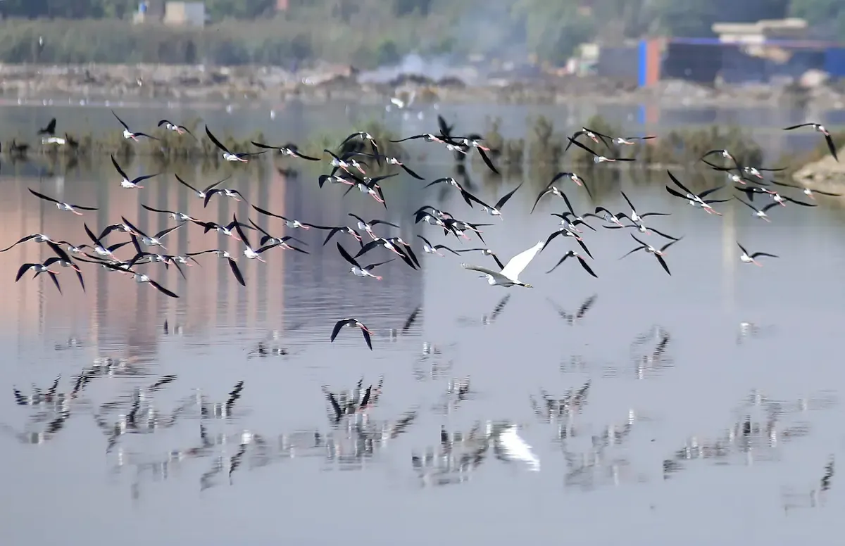 Más de la mitad de las especies de aves migratorias del planeta están disminuyendo