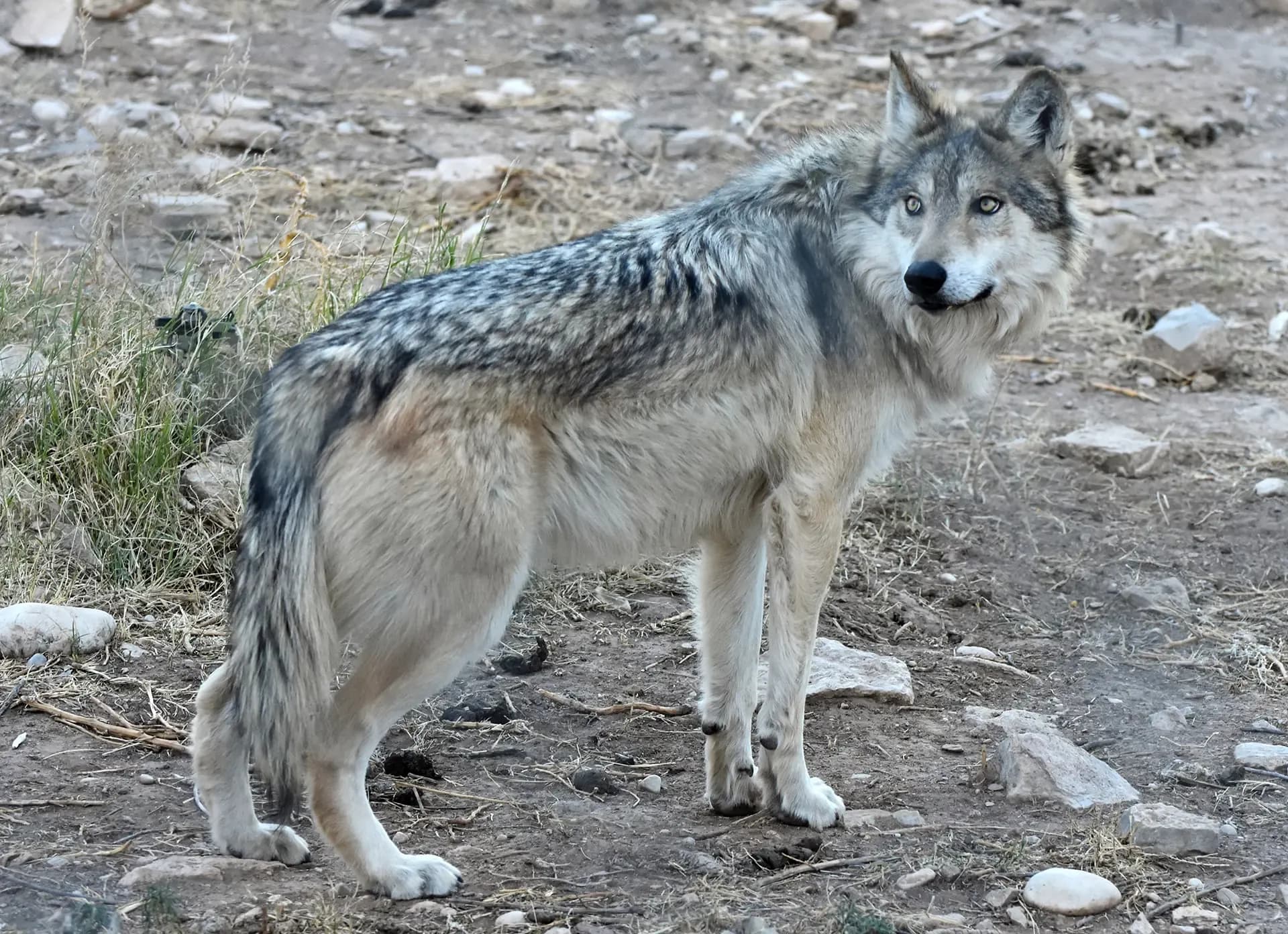 Estados Unidos abre la puerta a retirar protección al lobo gris mexicano