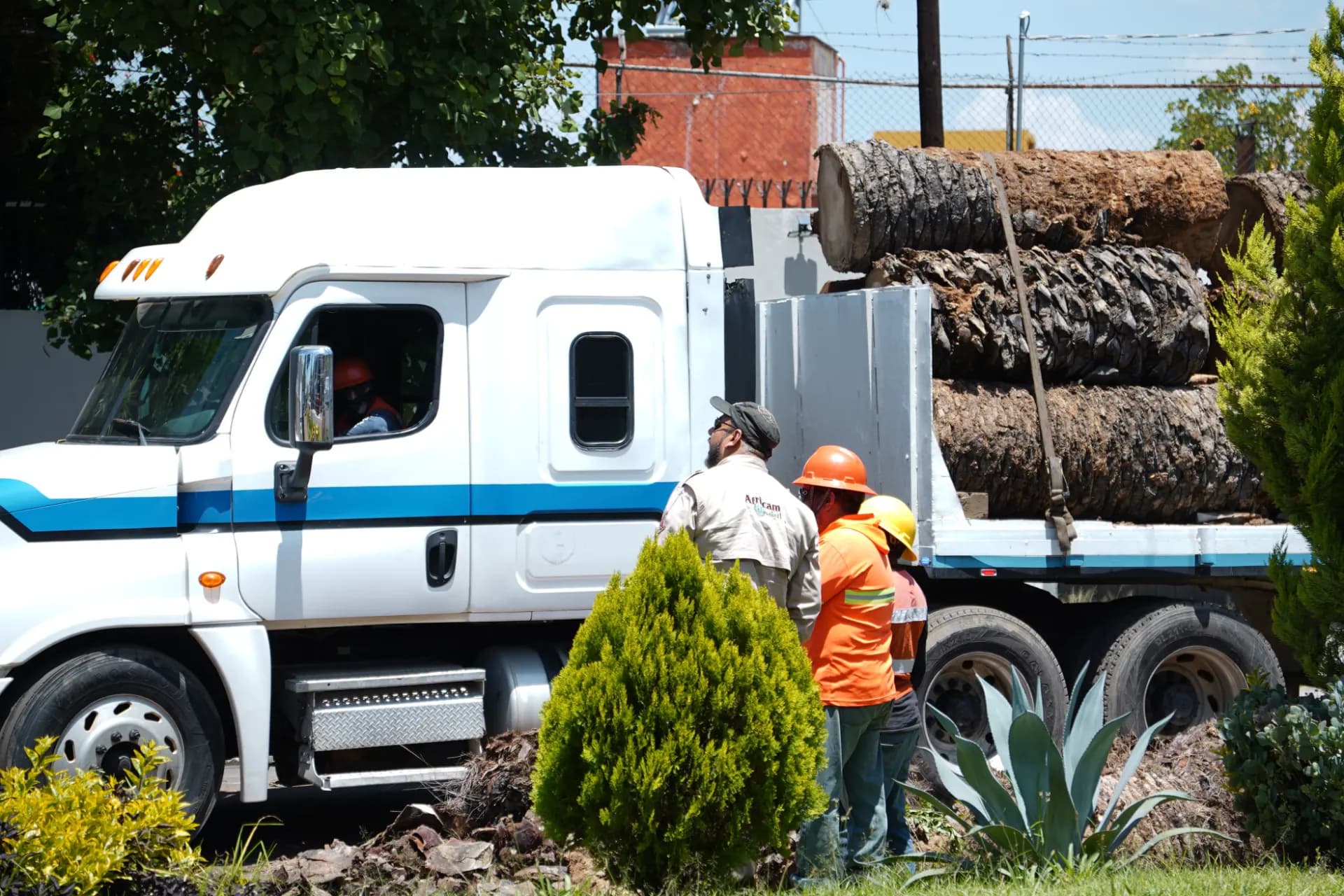 Gobierno de la Ciudad reutilizará palmeras de La Paz como espacios de anidación en Africam Safari
