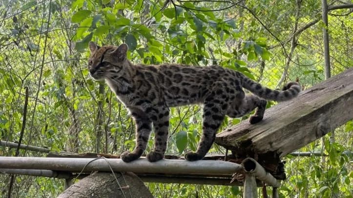 Identifican en Bolivia una nueva especie de felino silvestre