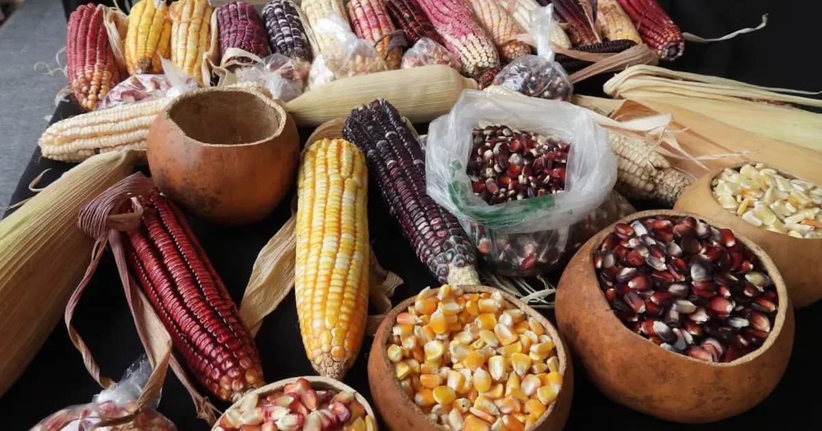 Impulsa Gobierno de la Ciudad cuarta Feria del Maíz en La Resurrección