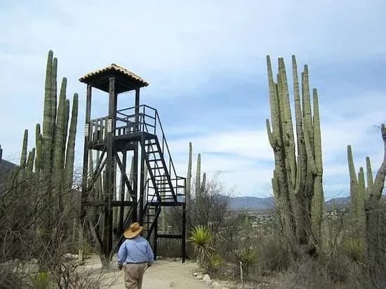 El jardín poblano donde se pueden recorrer bosques de cactus