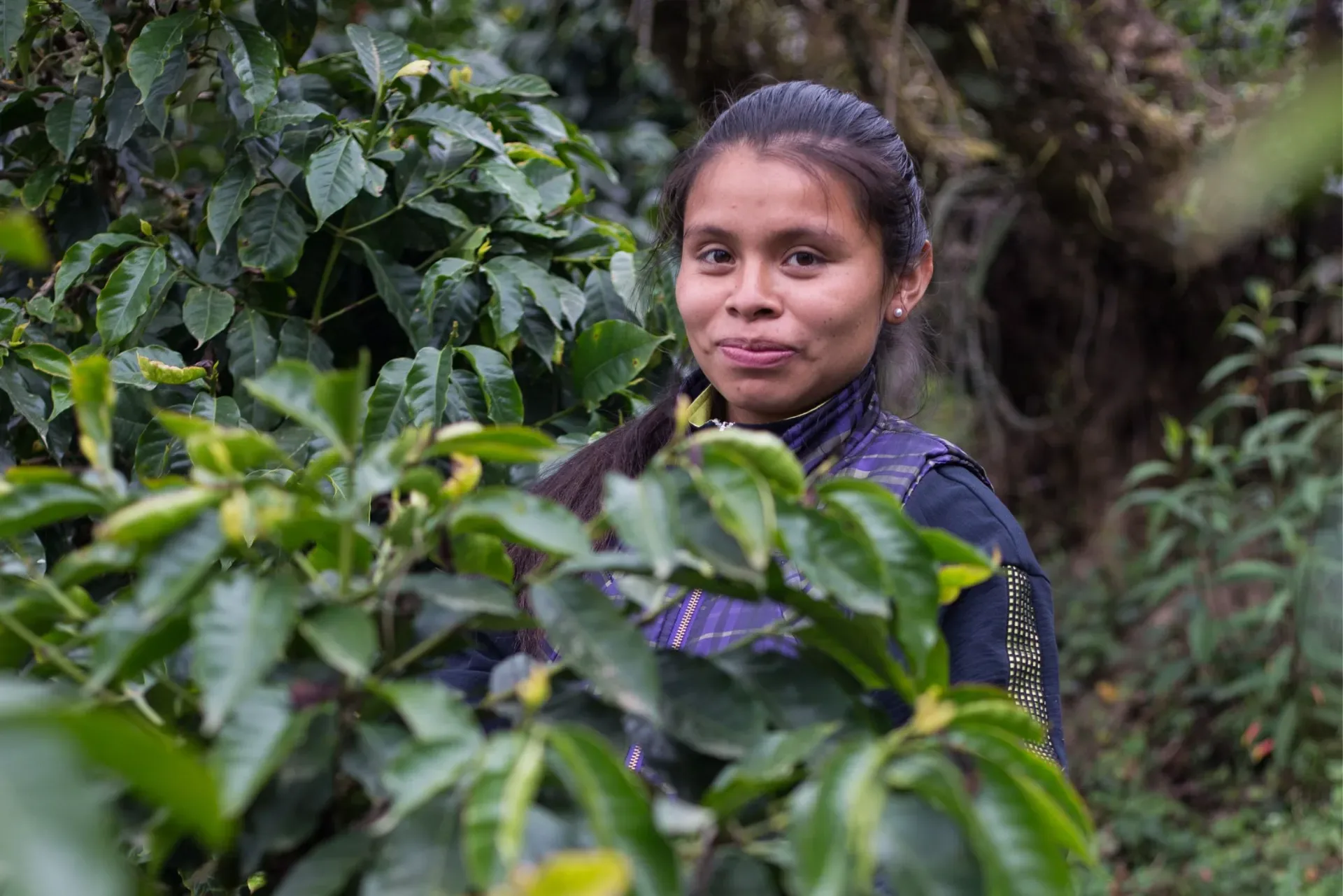 Bioruta del Café conecta fincas, naturaleza y pueblos de la Sierra Norte