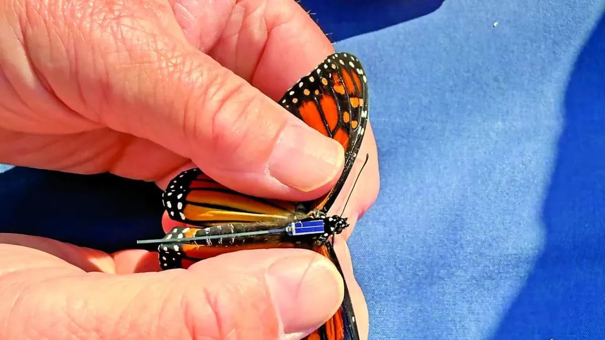 Pequeños transmisores ayudan a seguir el viaje de las mariposas monarca hacia México