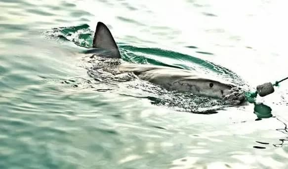 El tiburón Bukangi volvió al mar tras pasar más de un mes en un canal