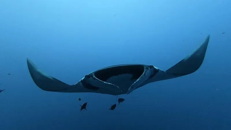 Un estudio rastrea los recorridos de mantarrayas jóvenes y adultas