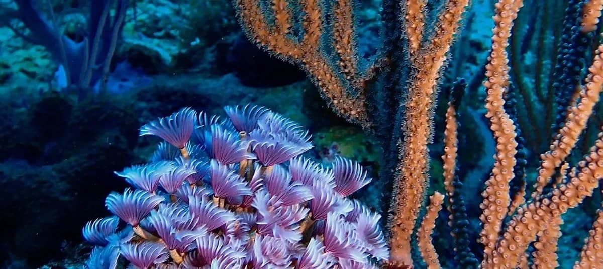 Un estudio logra acelerar la recuperación de corales blanqueados en laboratorio