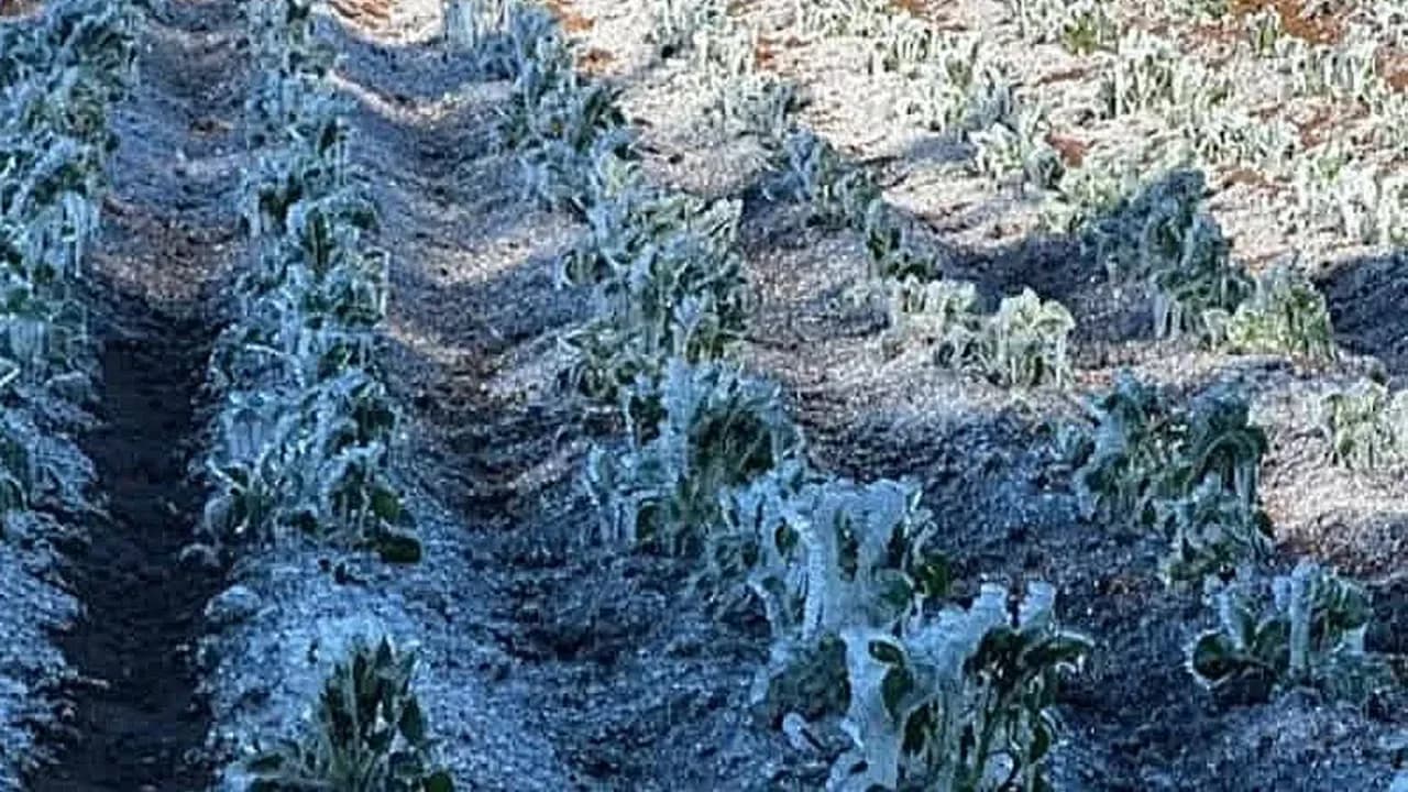 Sequía, lluvias y heladas ponen en riesgo cultivos en Puebla