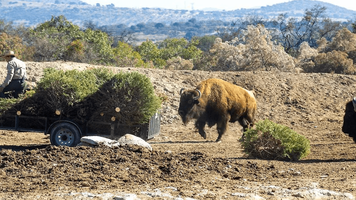 Si reciclas tu árbol navideño en Puebla podrás obtener entradas 2×1 para Africam Safari