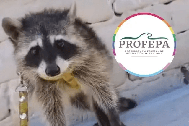 Profepa investiga venta de mapache en Tehuacán