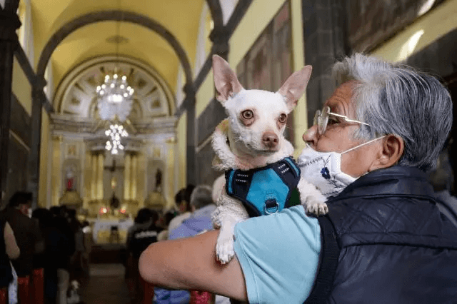 ¿Dónde habrá misas para bendecir mascotas por San Antonio Abad en Puebla?