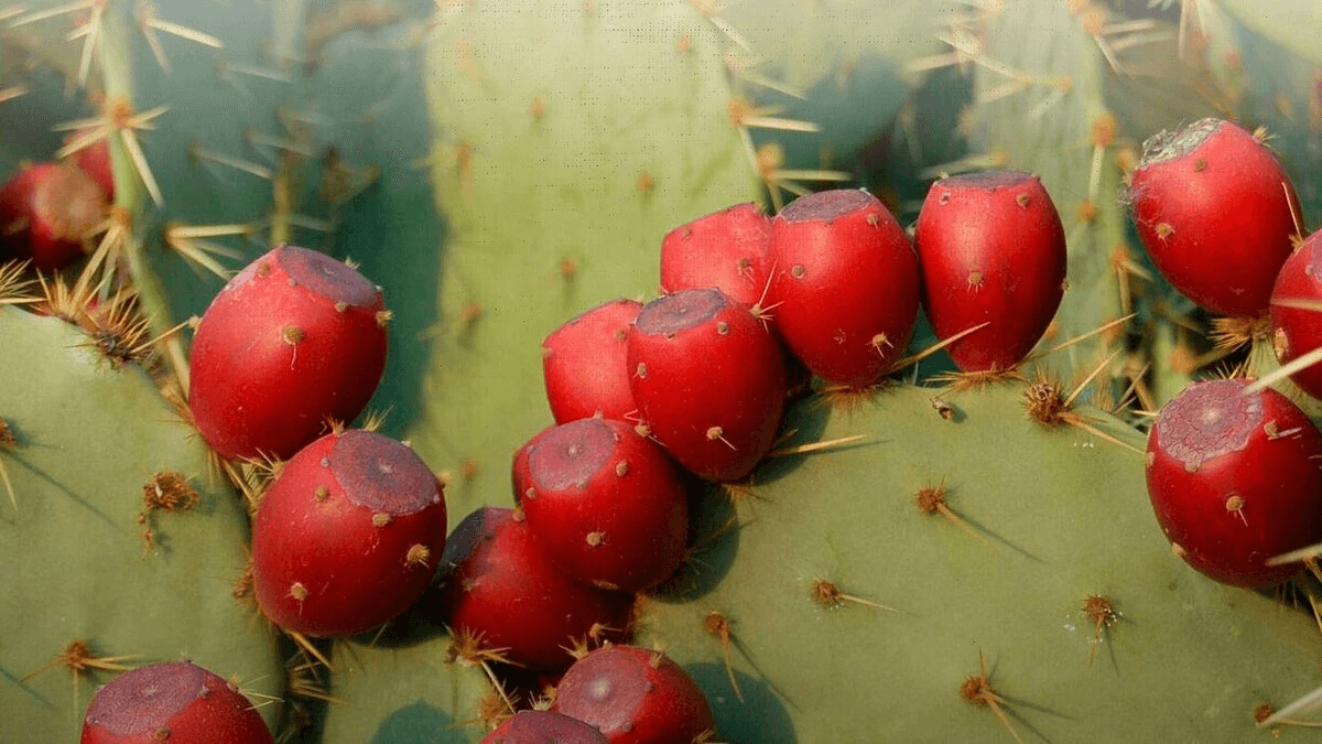 IMPI otorga protección a la tuna rojo vigor de Acatzingo