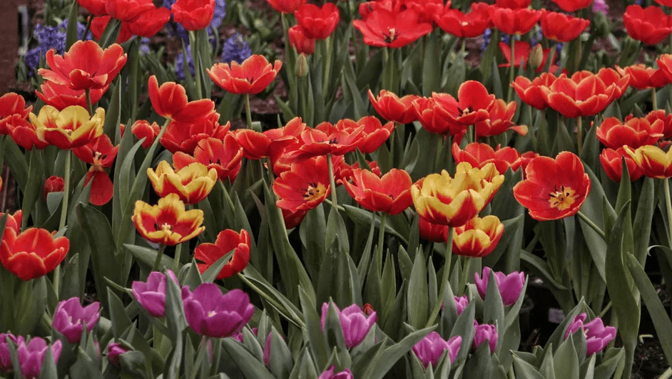 Diversifican oferta de tulipán holandés en viveros de Atlixco