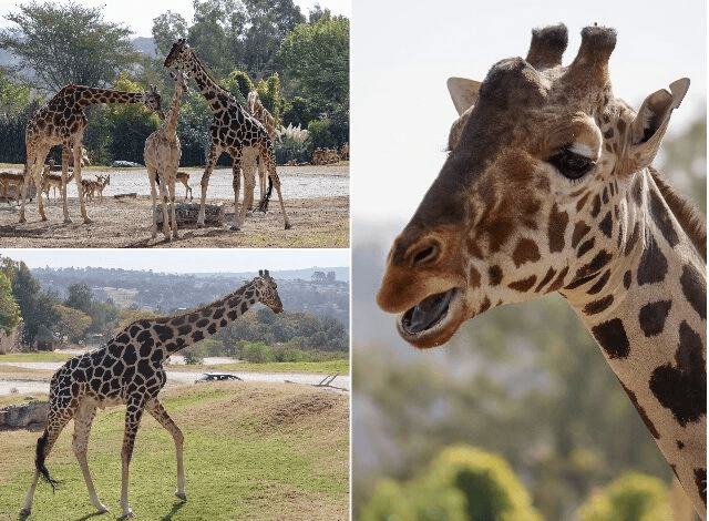 Benito, la jirafa más querida, cumple dos años en Africam Safari