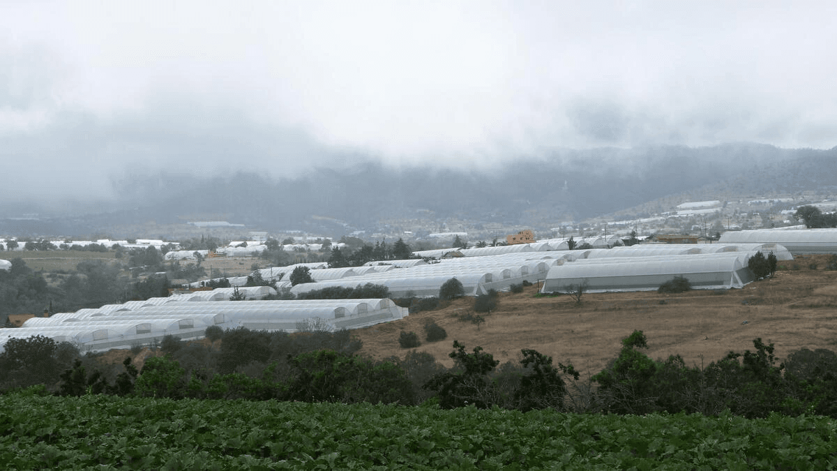 Producirán 22 millones de kilos de catsup en Puebla con Citraa de Aquixtla