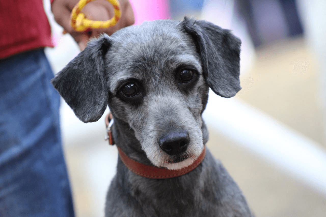 Recomienda Gobierno capitalino cuidados especiales para mascotas ante bajas temperaturas