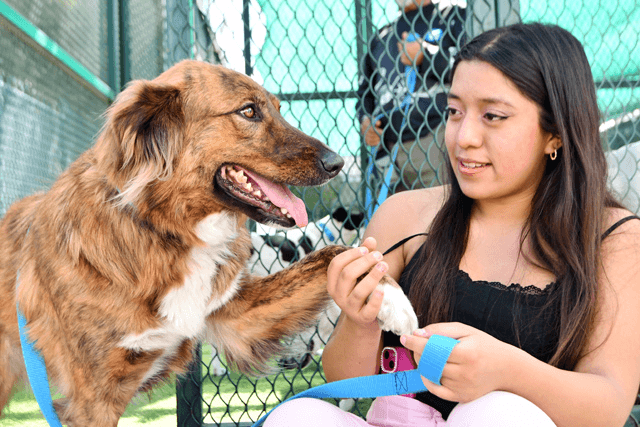 BUAP impulsa terapias con perros rescatados