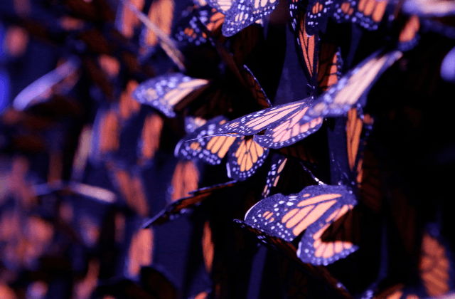 Bosque del Ajolote se convierte en santuario de mariposas Monarca